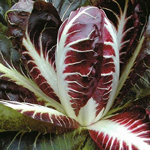 Radicchio Seeds, Rossa di Treviso -Deep Brilliant Red- Flavorful bite to Salads(200 - Seeds)