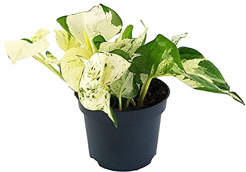 Fangblatt - Epipremnum pinnatum Happy Leaf - panaschierte Efeutute im Ø 12 cm Topf - pflegeleichte Zimmerpflanze