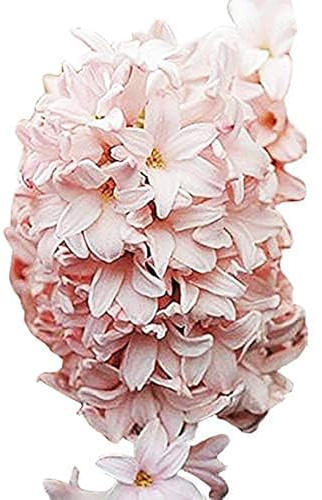 Marde Ross & Company 5 Cotton Candy Hyacinth Bulbs - Luscious Whisper Pink, 16-17 cm, Zones 4-10 (Pre-Chilling Required for Zones 8-10)