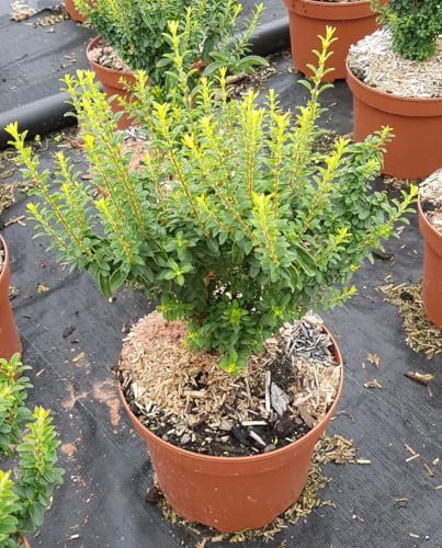 Ligustrum sinense 'Eugène Clive' / Troène de Chine nain/Conteneur de 3 à 4 litres
