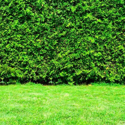 Thuja plicata 'Whipcord' - Unique Braided Evergreen Conifer with Low Rounded Dome Shape in 1X or 3X 1 Litre Pots by Thompson and Morgan