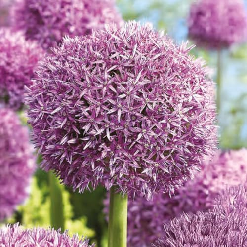 1 bulbe de Allium ‘Globemaster’ | Aulx décoratifs | Circonférence 20/+ cm | Bulbes provenant des meilleurs producteurs néerlandais | Sélection exclusive et contrôle qualité | Floraison garantie.