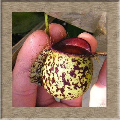 Semi di piante di Nepenthes Semi di Nepenthes Semi di piante di acchiappamosche 20 Particelle/sacchetto