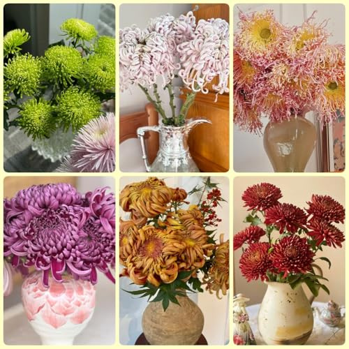 Semillas de crisantemo - decoración de otoño, jardín de crisantemo - regalos de jardín para mujeres regalos sostenibles 350pcs