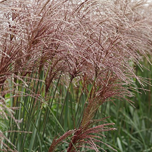 Blumixx Stauden Miscanthus sinensis 'Malepartus' – Chinaschilf, rotbraun blühend, winterharte Staude, robust, für Garten