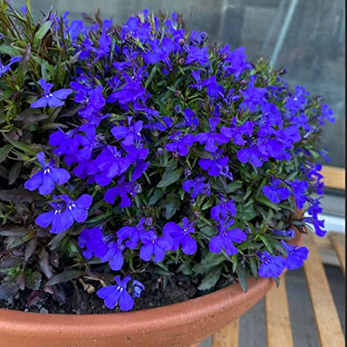 Welldales 50 Blue Velvet Lobelia Seeds UK Hardy Annual Compact Garden Border Flower