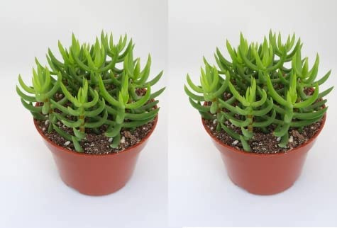 2 Cactus crassula tetragona en maceta de 8,5cm