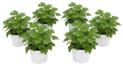 Pack Patio Cítrico – Seis Geranio Perfumado Antimosquitos Natural en Maceta | DECOALIVE Plantas Aromáticas de Exterior para Terraza y Jardín