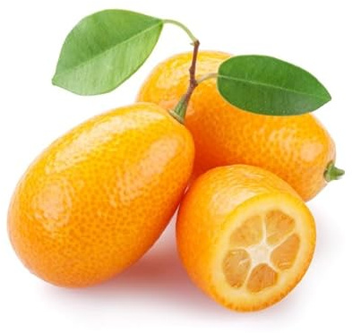 Árbol Frutal Natural - KUMQUAT Premium