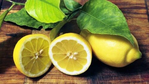5 seeds of Lemon - CITRUS LIMON