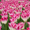TulipáN Bulbos-TulipáN Semillas - Hermosas flores y plantas para el jardín de tu casa -Adecuado para principiantes- Plantas perennes de jardín - Decoraciones para plantar en macetas