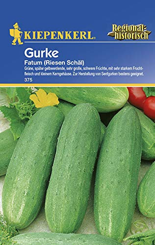 Gurkensamen - Salatgurke Fatum (Riesen Schäl) von Kiepenkerl