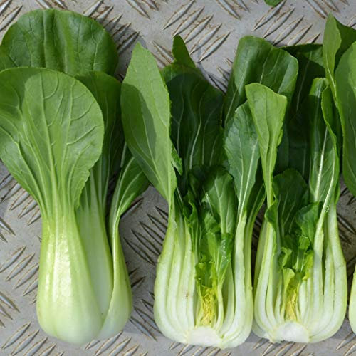 Organic Oriental & Unusual Pak Choi F1 Goku Vegetable Seeds - Anytime/Summer - 25 Seeds