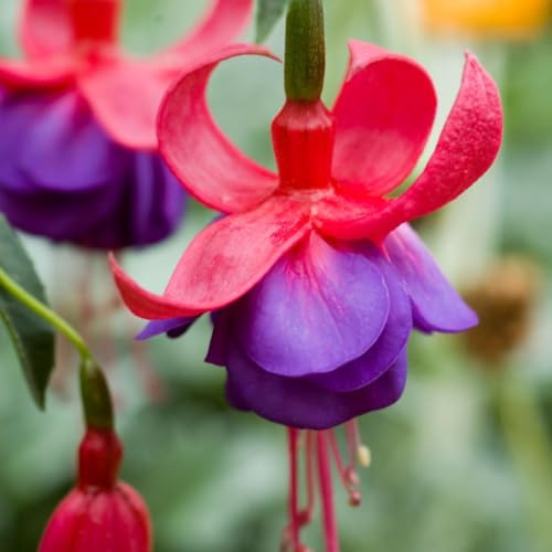 Fuchsia Army Nurse Stunning Hardy Bush Variety with Rich Red and Purple Blooms Long-Lasting Summer Colour 1x 1 Litre Pot by Thompson and Morgan