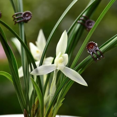 semillas de orquídeas, exterior perennes resistentes jardín 100pcs