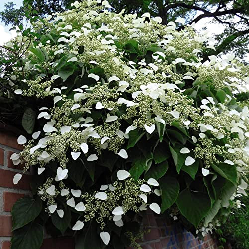 Hydrangea Plant anomala petiolaris Japanese Climbing Hydrangea White Blooms Deciduous Hardy Shrub RHS AGM Easy to Grow Shade Loving Garden Flowers 1x 1.7 Litre Potted Plant by Thompson and Morgan