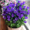 1000 Pcs graines de campanules, cup campanules fleurs, plante vivace couvre sol rocail (Violet)