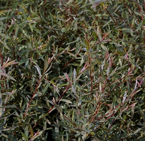 Zwergweide Nana - Kugelweide - Purpurweide - Salix purpurea 60-100