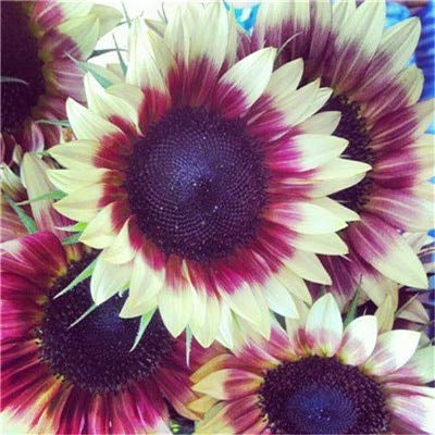 Nouvelles Graines De Tournesol Pour Un Beau Jardin Violet Blanc Paquet De 100 Graines
