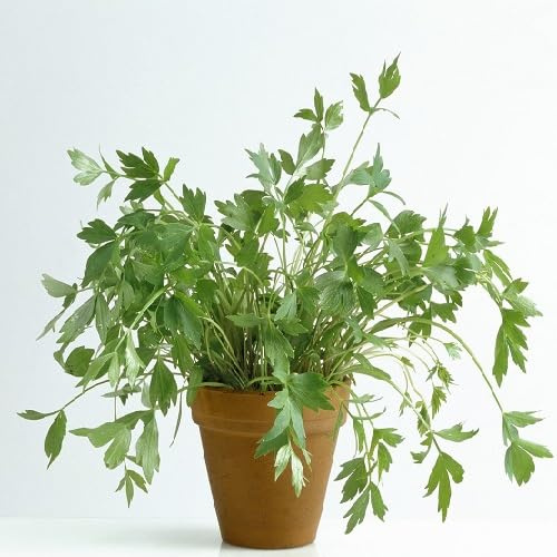 50 semi freschi di levistico verde