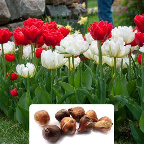 6 Tulip Double Peony Blend Bulbs - Ideal for Stunning Cut Flowers - Thrives in UK Climate - Spring-Flowering Perennial for Your Garden