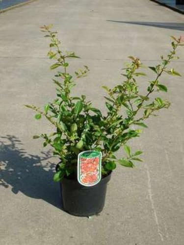 Chaenomeles sup. 'Nicoline' - Cognassier 30-40 cm en pot