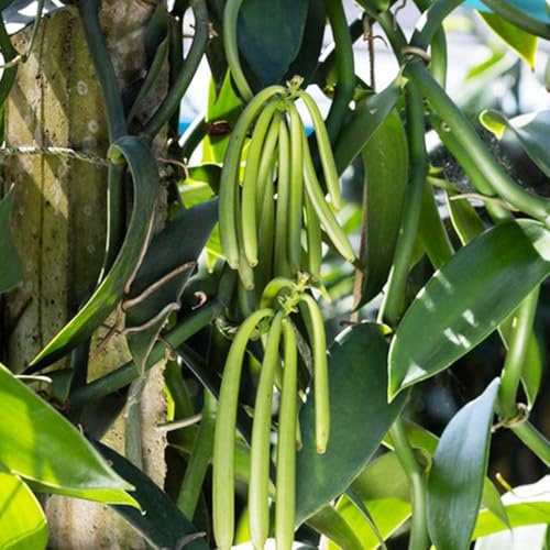 Semillas de vainilla-de oficina,de sombra resistentes.de interior,regalos de jardín de interior 80pcs