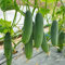 100 semillas de pepino frescas y nuevas