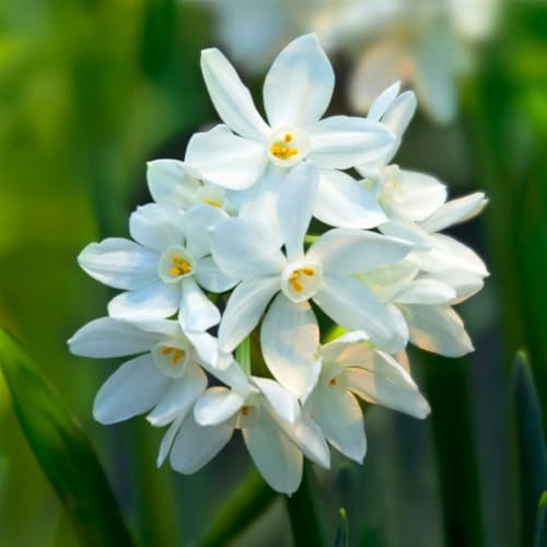Bulbi di NARCISO | Bulbi provenienti dai migliori produttori Olandesi | Esclusiva selezione e controllo qualità | Fioritura garantita dal primo anno. (4 Narcisi tazzetta PAPERWHITE ZIVA)
