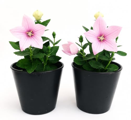 POWERS TO FLOWERS - CAMPANULA PLATYCODON ROSA 2 PIANTE, piante vere