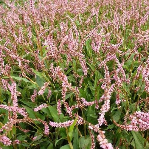 6x Kerzenknöterich 'Pink Elephant' - Persicaria amplexicaulis 'Pink Elephant' - Topf 9x9cm - Bienenpflanze