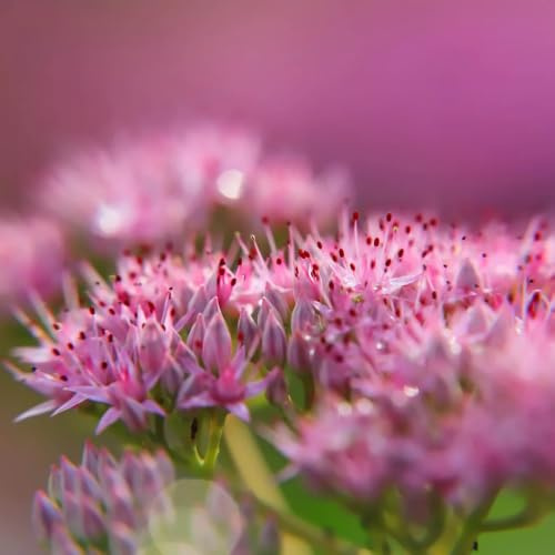 semillas de sedum erythrostictum Decoración orgánica balcón jardín 120pcs