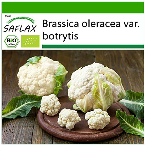 SAFLAX - Organic - Cauliflower - Snowball - 70 Seeds - with Potting Substrate for Better Cultivation - Brassica oleracea VAR. botrytis