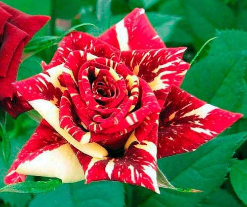 TRTO Many Varity of Rose Seeds Multi Coloured Rose Flower Seeds Home Garden Plant Yard Patio and Useful for Gifts Attractive Rose Looks (10Pcs, Meteor Shower)