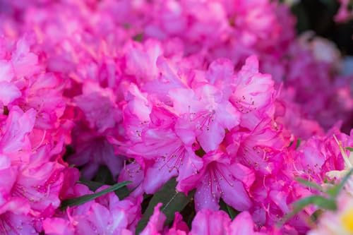 Rhododendron makinoi 'Rosa Perle' - Winterharte Gartenazalee, Blühender Zierstrauch, Rosa Blüten, 30-40cm