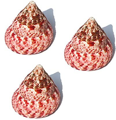 Coquille de mer naturelle. Coquille de croissance de crabe ermite rose naturelle 3 pièces, coquilles de crabe ermite coquillage turbo conque de mer naturelle, maison de crabe ermite for la décoration(
