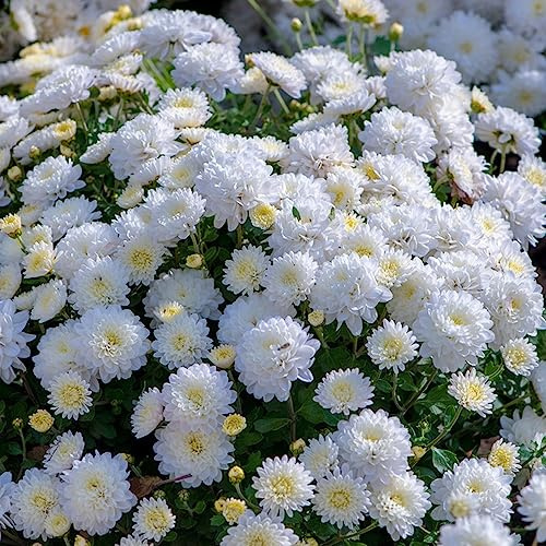 semi di crisantemo, vecchie varietà biologici in vaso giardino resistenti decorazione balcone 1000pcs