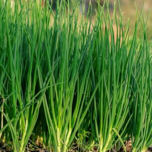 Semillas de cebollino, semillas de jardín para balcones 500pcs