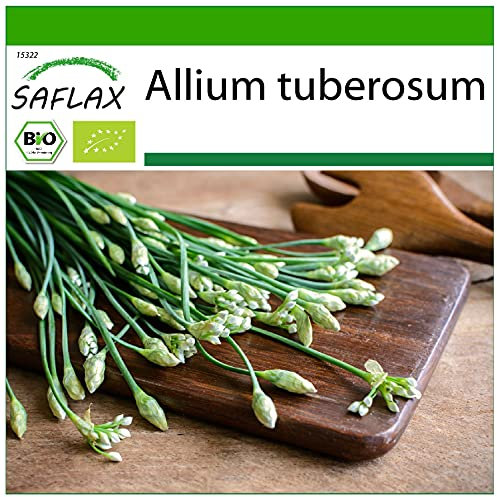 SAFLAX - BIO - Schnitt - Knoblauch - 100 Samen - Mit keimfreiem Anzuchtsubstrat - Allium tuberosum