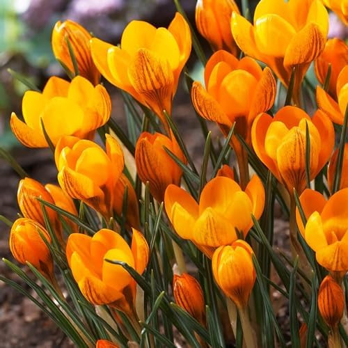 Crocus Bulbes Botaniques Orange Monarch