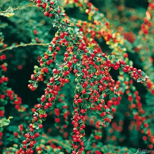 Fächerzwergmispel - Cotoneaster horizontalis - 20-25 cm im 2 Liter Topf
