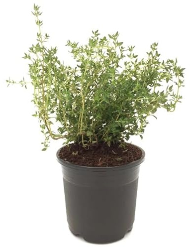 Tomillo Natural Planta para el Exterior o el Interior de la Casa