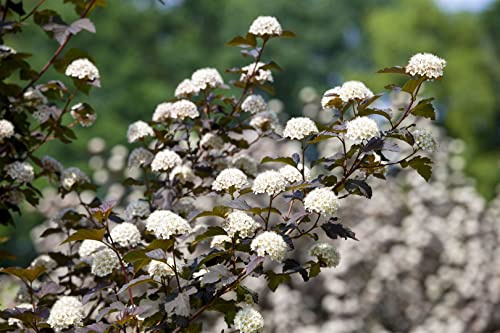 Rote Blasenspiere Physocarpus opulifolius Diabolo 100-150 cm winterhart | Dunkelrotes Laub, sonniger bis halbschattiger Standort, schnittvertraeglich, ideal als Sichtschutz und Ziergehoelz im Garten