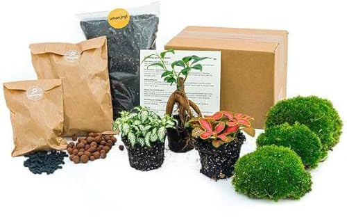 Flaschengarten Ficus Ginseng Bonsai DIY Pflanzenterrarium Set | Nachfüllpackung & Starter Kit, Komplettset mit Terrarienpflanzen, Aktivkohle & Zubehör, Mini-Ökosystem zum Selberbauen