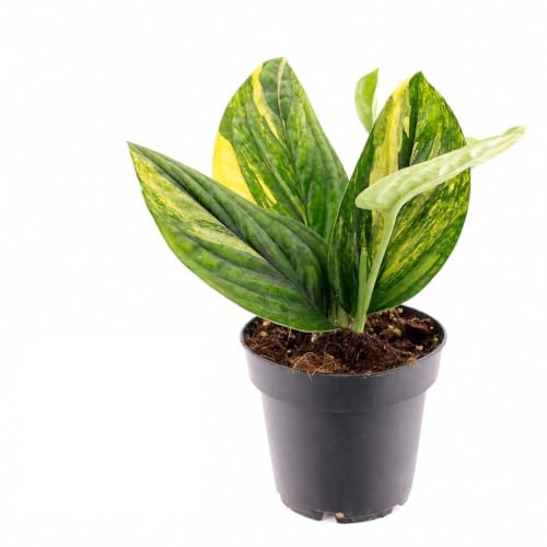 Epipremnum pinnatum variegata Marble Planet 12cm Topf