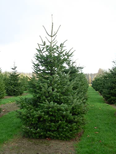 Abete del Caucaso Abies nordmanniana pianta in vaso ø19 cm H 30/40 cm Vivaio di Castelletto