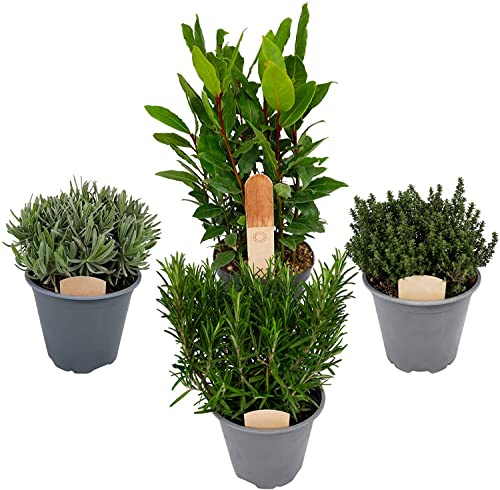 Laurel, Romero, Tomillo y Lavanda - Pack 4 Plantas Aromáticas - Plantas Naturales