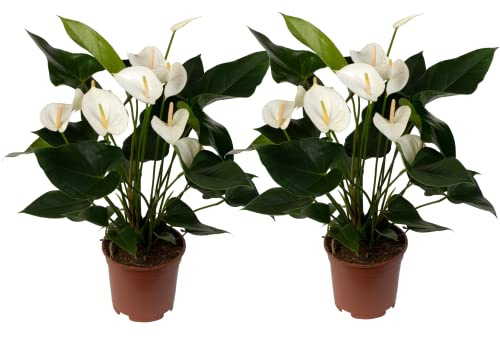 Anturio Blanco Set de 2 Plantas Naturales con Flores Blancas