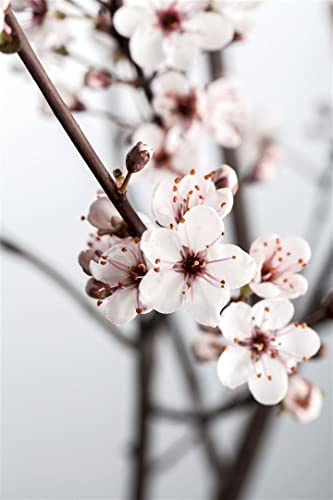 Blutpflaume Prunus x cistena Hochstamm 80 cm winterhart | Dekorative rotbraune Blätter, sonniger Standort, schnittverträglich, ideal als Solitär oder Blickfang im Garten