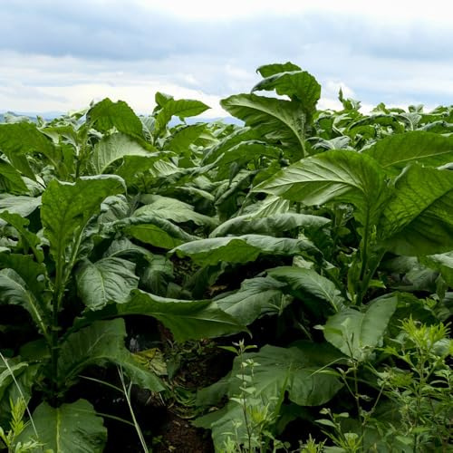 semi di tabacco - balcone, selvatici rampicante esotiche, aiuola, 200pcs